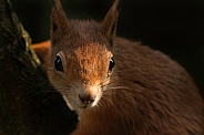 Red Squirrel Leaning Into Light