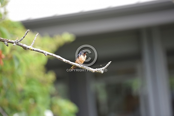 Barn Swallow