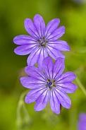 Flower close-up