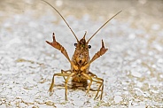 upset angry wild crayfish or crawfish using claws Middle Finger Up Hand Gesture