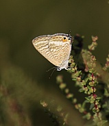 Long tailed Blue