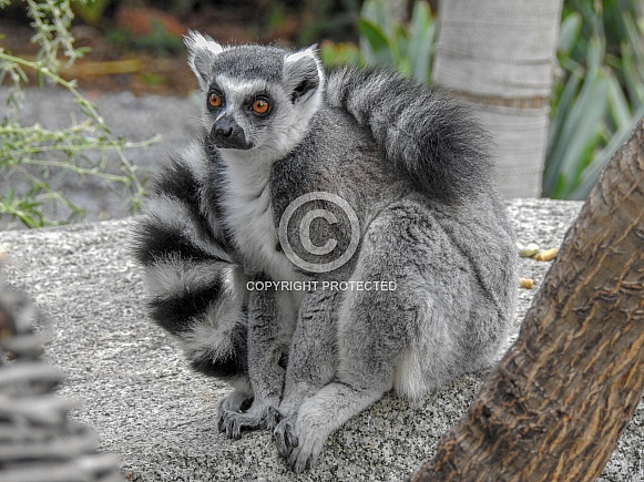 Lemur