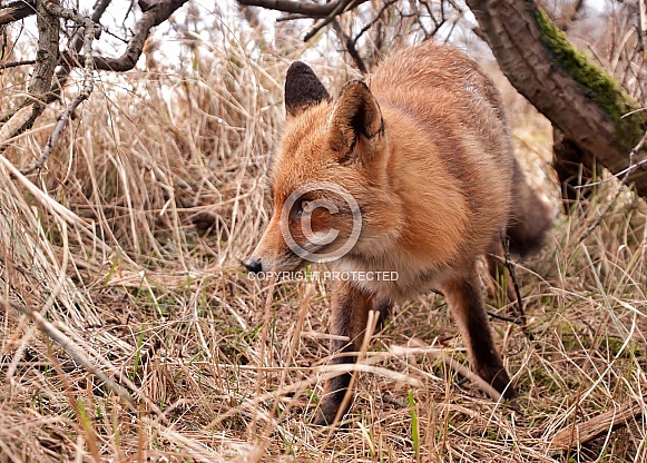 Red Fox