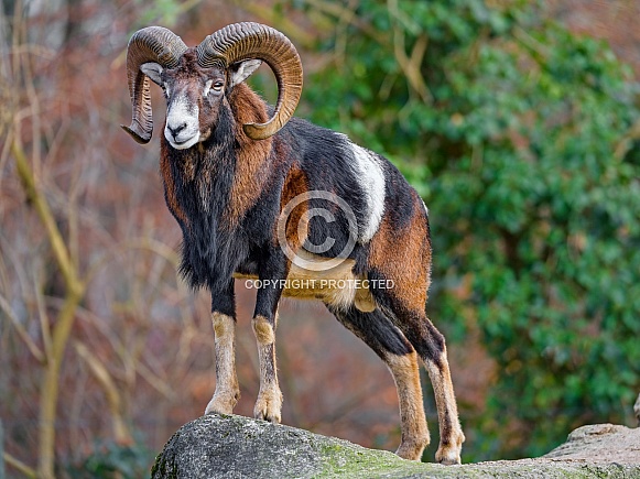Mouflon on the rock