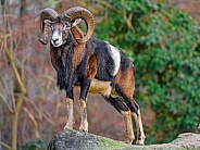 Mouflon on the rock