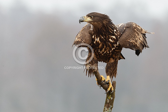 White tailed eagle or European Eagle