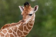 Rothschild's Giraffe Calf Close Up
