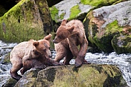 Two young bear cubs