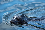 California Sea lion