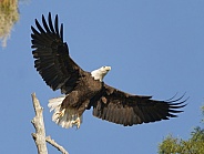 Bald Eagle