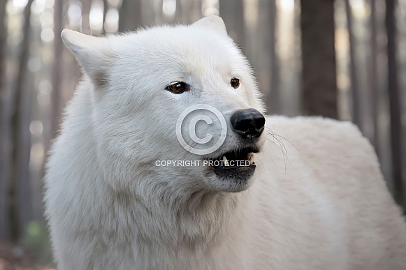 Hudson Bay Wolf (Canis Lupus Hudsonicus)