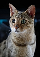 Savannah cat Noa