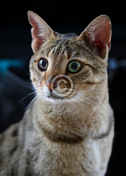 Savannah cat Noa Savannah cat Noa