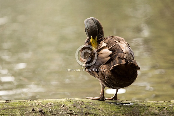 Brown duck preening (wild)