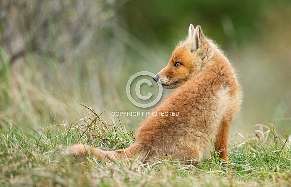 Red Fox Cub Red Fox Cub