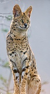 Serval Cat
