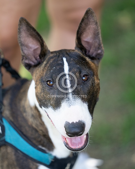Happy bull terrier looking at the camera Happy bull terrier looking at the camera