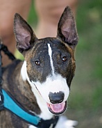 Happy bull terrier looking at the camera