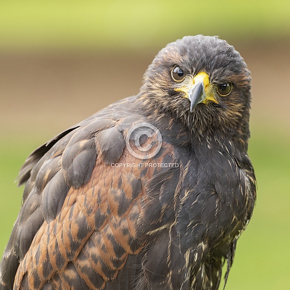 Harris Hawk Portrait Harris Hawk Portrait