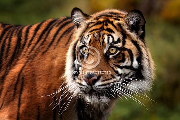 Sumatran Tiger