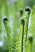 Green ferns (Polypodiopsida)