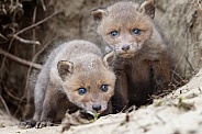 Red fox cubs