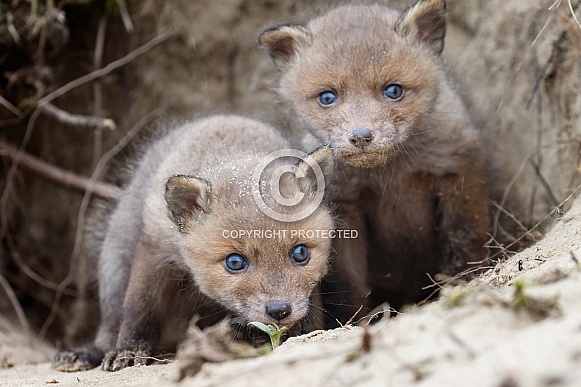 Red fox cubs Red fox cubs