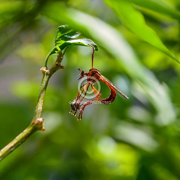Robber Fly with prey Robber Fly with prey