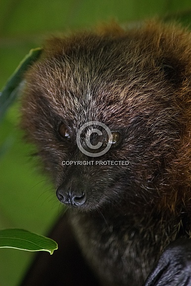Fruit Bat