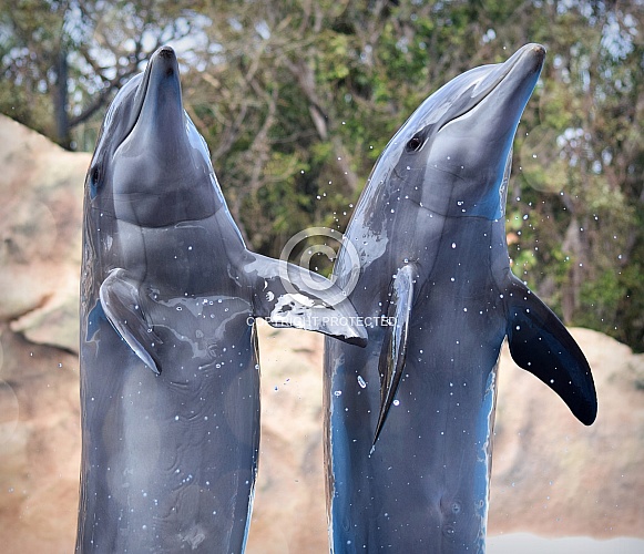 Dolphins