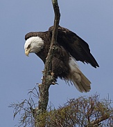 Bald Eagle