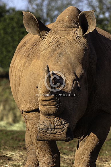 White Rhino close up