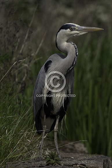 Grey Heron