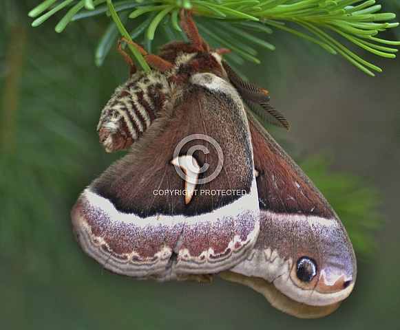 Giant Silk Moth Giant Silk Moth