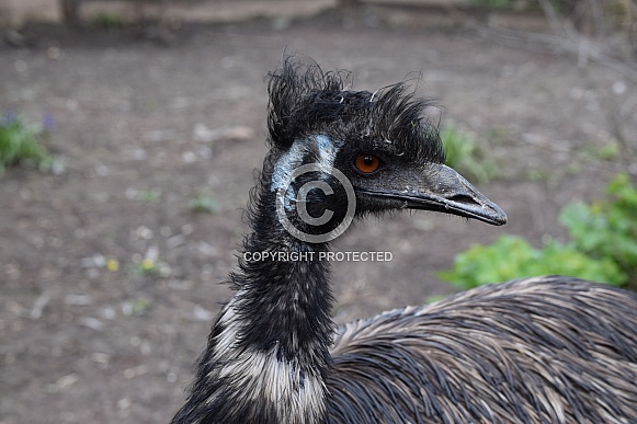 Emu