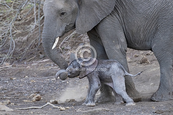 Elephant Mother and Newborn Calf