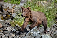 Coastal brown bear running on the rock