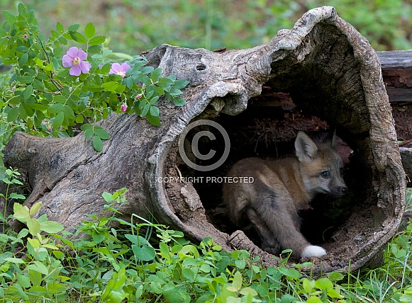 A Red Fox Kit Peeks out of a Burrell