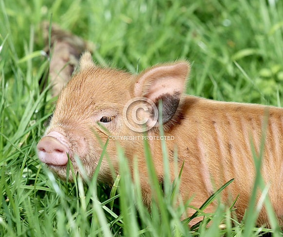 Kune Kune Piglet