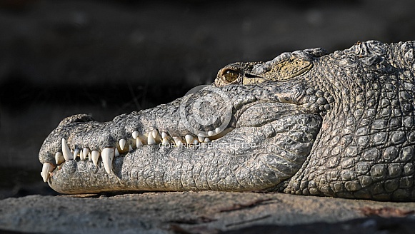 Nile Crocodile