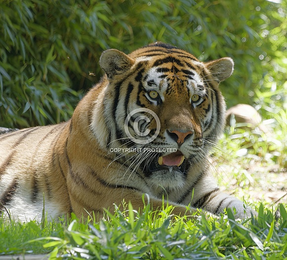 Bengal Tiger