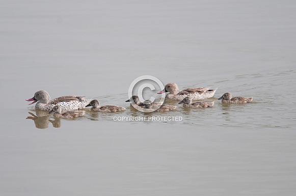 Cape Teal family
