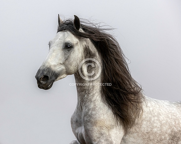 Horse--Andalusian