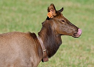 Elk