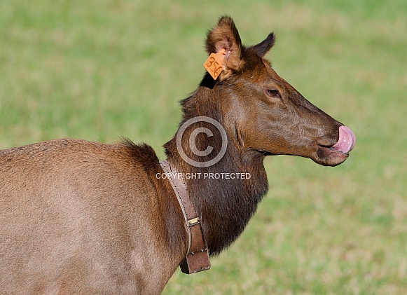 Elk