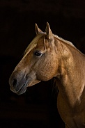 American Quarter Horse