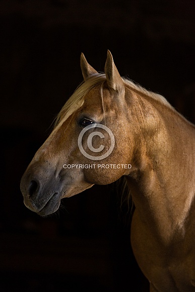 American Quarter Horse American Quarter Horse