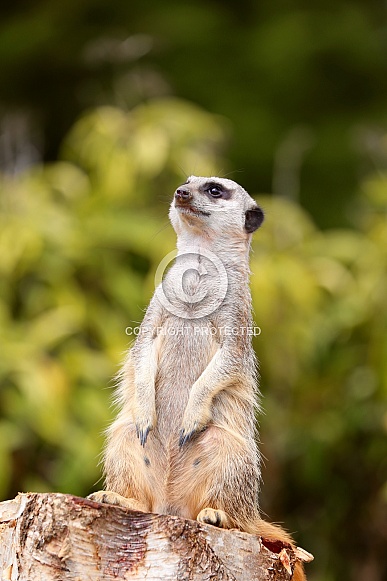 Meerkat Meerkat