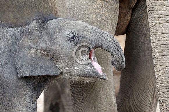 Asian Elephant (Elephas maximus)