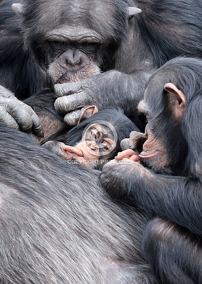 Chimpanzee (Pan troglodytes)